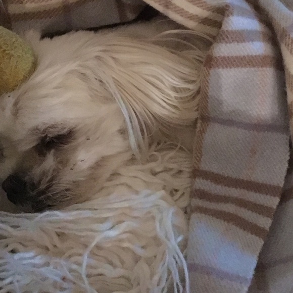 Meet your Posher, Holly - Picture 8 of 8